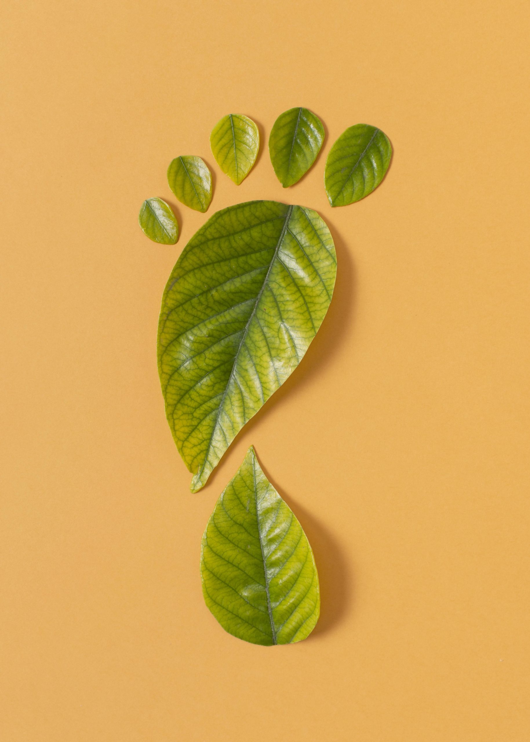 Emrpesas reduciendo su huella de carbono, árboles y energía renovable